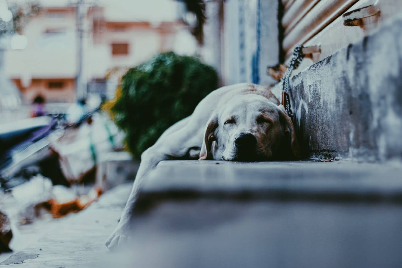 Lazzy dog on door steps